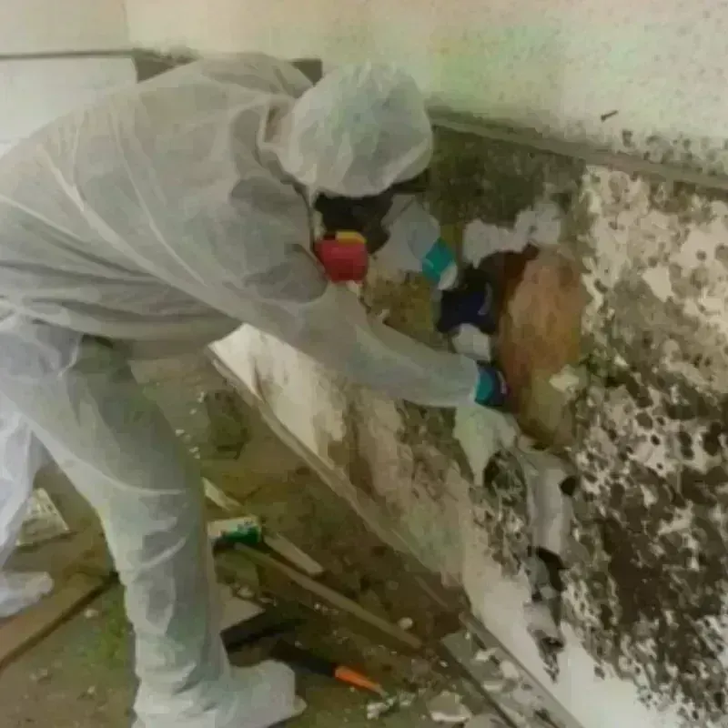 Mold Remediation and Removal in Coal Creek, CO